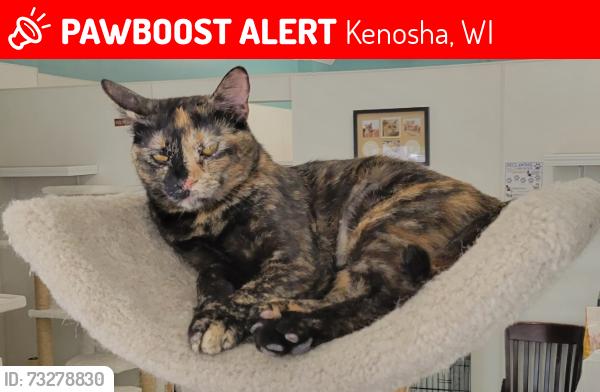 Lost Female Cat last seen Roosevelt rd & 28th ave, Kenosha, WI 53143