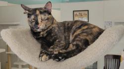 Lost Female Cat last seen Roosevelt rd & 28th ave, Kenosha, WI 53143