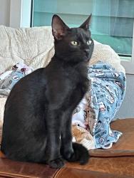 Lost Male Cat last seen Upland dr & Chatterton, Houston, TX 77043