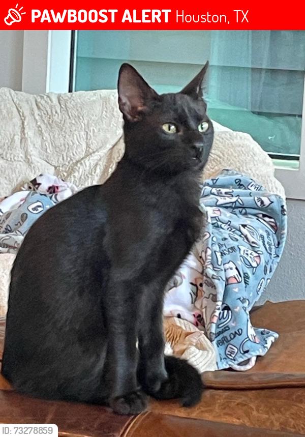 Lost Male Cat last seen Upland dr & Chatterton, Houston, TX 77043