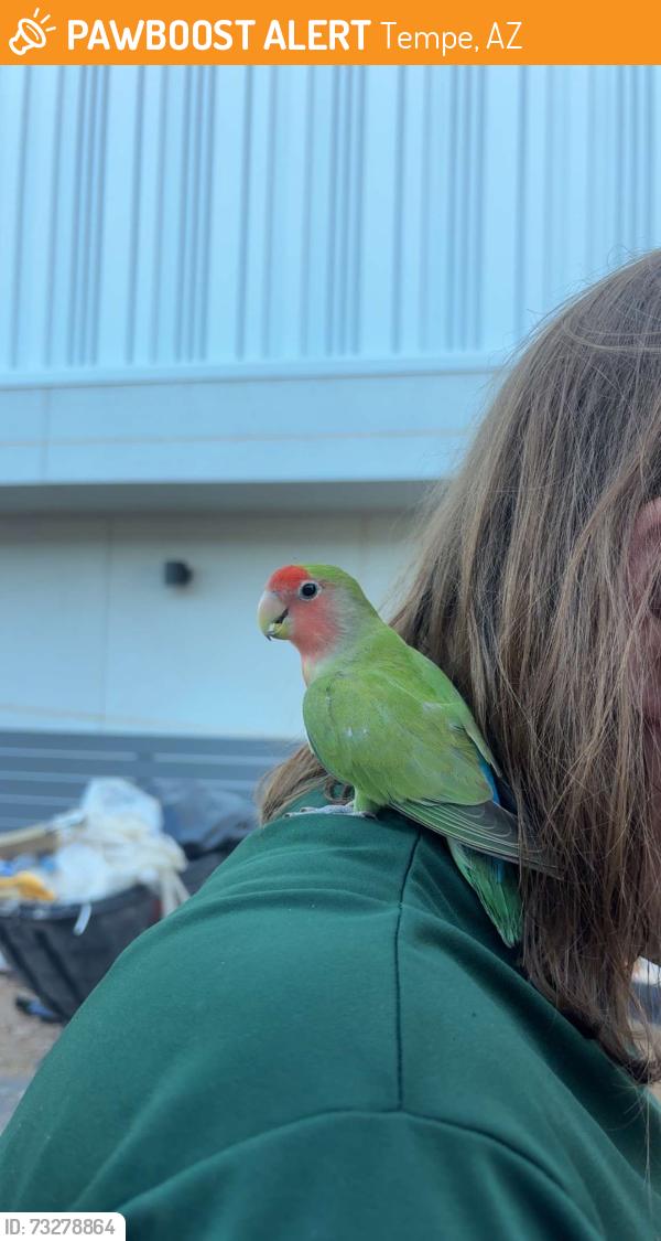 Found/Stray Unknown Bird last seen Hikaza products, Tempe, AZ 85281