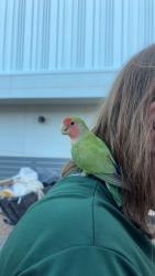 Found/Stray Unknown Bird last seen Hikaza products, Tempe, AZ 85281