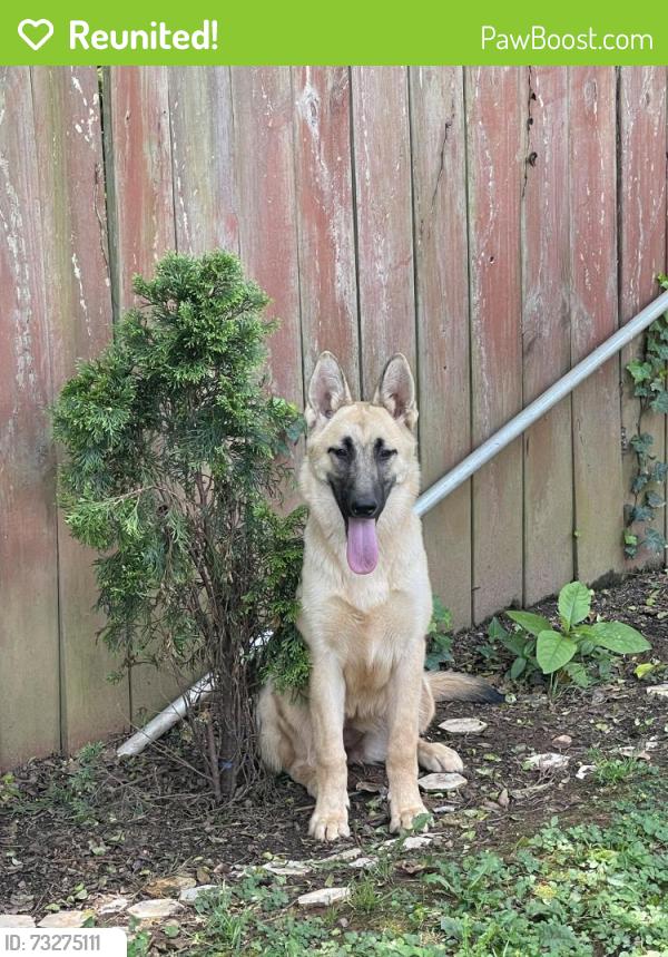 Reunited Female Dog last seen Harbour oaks Tucker, Tucker, GA 30084