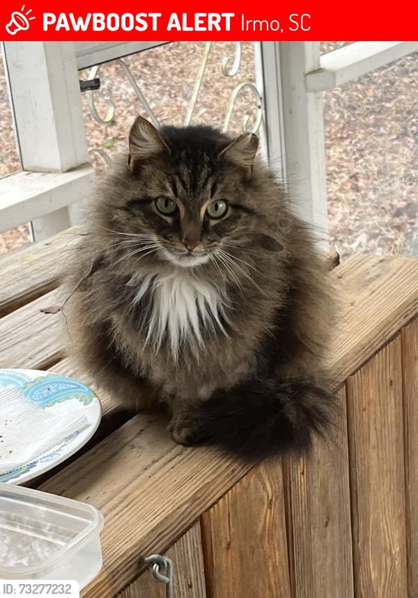 Lost Female Cat last seen Near Tanglesworth Rd, Irmo, SC 29063