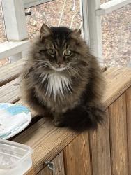 Lost Female Cat last seen Near Tanglesworth Rd, Irmo, SC 29063