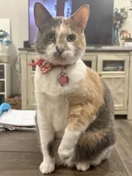 Lost Female Cat last seen Kelsey Glen Neighborhood, Simpsonville, SC 29681