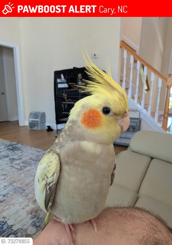 Lost Female Bird last seen Jewel Creek and golden harvest loop, Cary, NC 27519