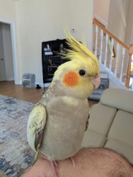 Lost Female Bird last seen Jewel Creek and golden harvest loop, Cary, NC 27519