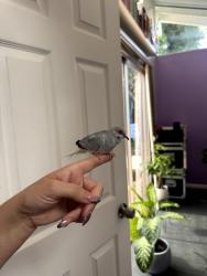 Found/Stray Female Bird last seen Moraga and Ecochee, San Diego, CA 92117