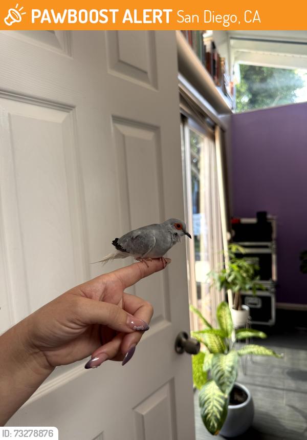 Found/Stray Female Bird last seen Moraga and Ecochee, San Diego, CA 92117