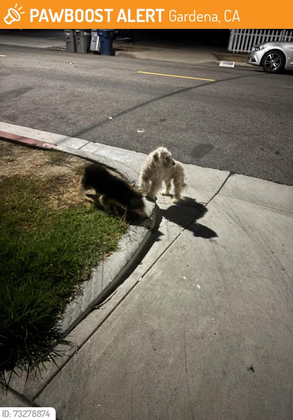 Found/Stray Unknown Dog last seen Rosecrans and budlong, Gardena, CA 90247