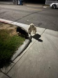 Found/Stray Unknown Dog last seen Rosecrans and budlong, Gardena, CA 90247