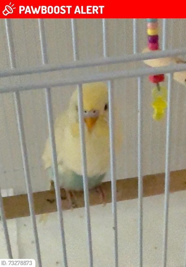 Lost Unknown Bird last seen Near Brightmoor dr, Winslow Township, NJ 08081