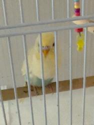 Lost Unknown Bird last seen Near Brightmoor dr, Winslow Township, NJ 08081