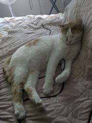 Reunited Male Cat last seen 103a Ave, Surrey, BC 