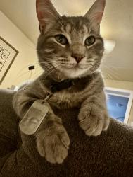 Lost Male Cat last seen Airline near dipping ln, Houston, TX 77076