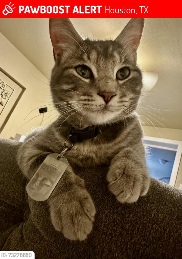 Lost Male Cat last seen Airline near dipping ln, Houston, TX 77076