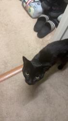 Lost Male Cat last seen Blooming grooming dog spa, Gray, TN 37615