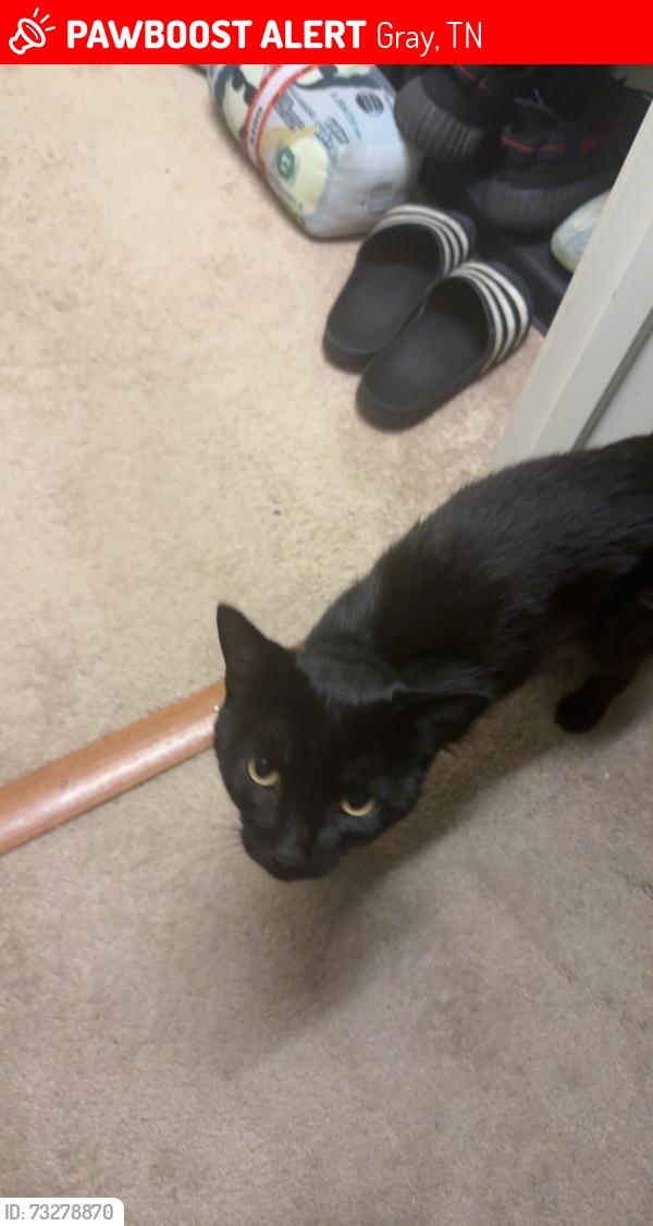 Lost Male Cat last seen Blooming grooming dog spa, Gray, TN 37615