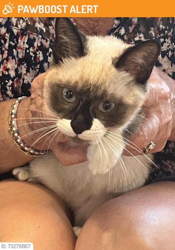 Found/Stray Female Cat last seen Honor Park Palm Beach Gardens, Palm Beach Gardens, FL 33403