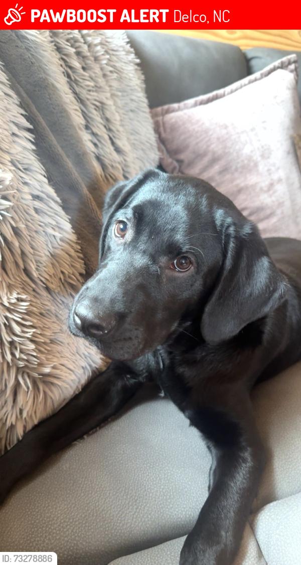 Lost Male Dog last seen Livingston chapel rd, Delco, NC 28436