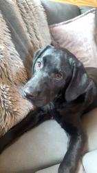 Lost Male Dog last seen Livingston chapel rd, Delco, NC 28436