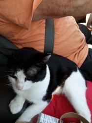 Reunited Male Cat last seen Belaire Mobile Park, Morrisville, PA 19067