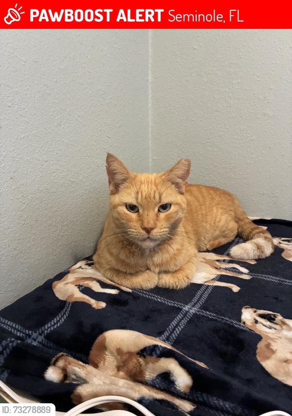 Lost Male Cat last seen Bauder elementary, Seminole, FL 33772