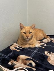 Lost Male Cat last seen Bauder elementary, Seminole, FL 33772