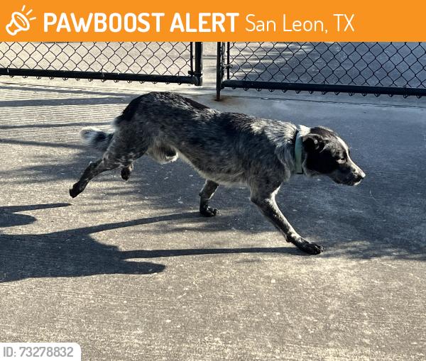 Found/Stray Male Dog last seen 241/2 2425 av a, San Leon, TX 77518