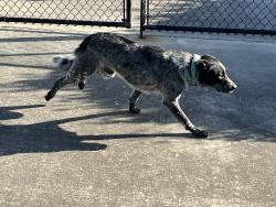 Found/Stray Male Dog last seen 241/2 2425 av a, San Leon, TX 77518