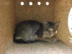 Shelter Stray Male Cat last seen Near BLOCK CHICAGO AVE RIVERSIDE CA 92507, 6851 Van Buren Boulevard, Jurupa Valley, CA 92509, USA