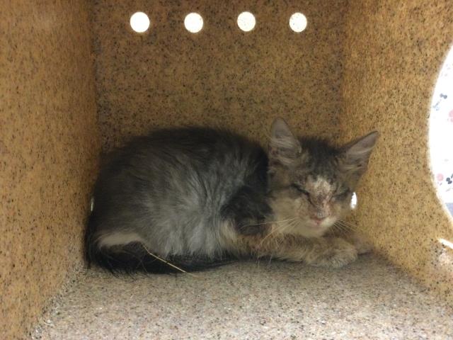 Shelter Stray Male Cat last seen Near BLOCK CHICAGO AVE RIVERSIDE CA 92507, 6851 Van Buren Boulevard, Jurupa Valley, CA 92509, USA