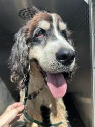 Shelter Stray Male Dog last seen BROOK HOLLOW DR, 8311 Freedom Dr, Pearland, TX 77581, USA