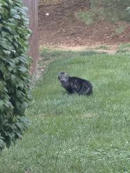 Found/Stray Unknown Cat last seen Kings highway and church rd, Cherry Hill Township, NJ 08034