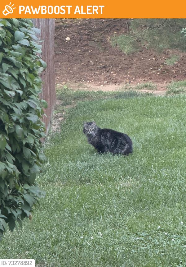 Found/Stray Unknown Cat last seen Kings highway and church rd, Cherry Hill Township, NJ 08034