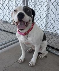 Shelter Stray Female Dog last seen Near BLOCK WESTHOLME BLVD, BAKERSFIELD CA 93309, 3951 Fruitvale Ave, Bakersfield, CA 93308, USA