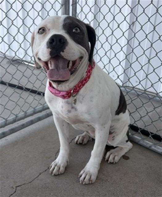Shelter Stray Female Dog last seen Near BLOCK WESTHOLME BLVD, BAKERSFIELD CA 93309, 3951 Fruitvale Ave, Bakersfield, CA 93308, USA