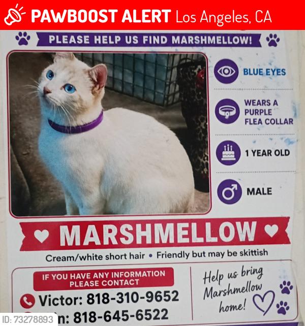 Lost Male Cat last seen Roscoe and laurel cyn, Los Angeles, CA 91352
