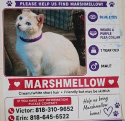 Lost Male Cat last seen Roscoe and laurel cyn, Los Angeles, CA 91352
