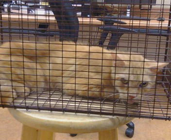 Shelter Stray Unknown Cat last seen CRESTRIDGE RD/MONTCURVE BLVD, 95628, 3839 Bradshaw Rd, Sacramento, CA 95827, USA