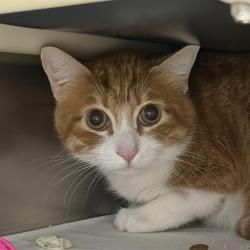 Shelter Stray Male Cat last seen Near BLK OF CRAIG CROSSING DR, 655 N Mojave Rd, Las Vegas, NV 89101, USA