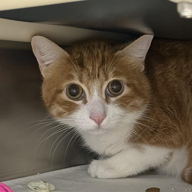 Shelter Stray Male Cat last seen Near BLK OF CRAIG CROSSING DR, 655 N Mojave Rd, Las Vegas, NV 89101, USA