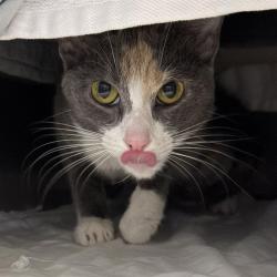 Shelter Stray Female Cat last seen Near BLOCK PERCHERON ST BLOCK, 655 N Mojave Rd, Las Vegas, NV 89101, USA