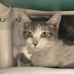 Shelter Stray Female Cat last seen Near BLOCK OF E CHARLESTON BLVD, 655 N Mojave Rd, Las Vegas, NV 89101, USA