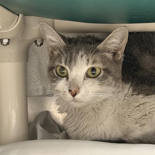 Shelter Stray Female Cat last seen Near BLOCK OF E CHARLESTON BLVD, 655 N Mojave Rd, Las Vegas, NV 89101, USA
