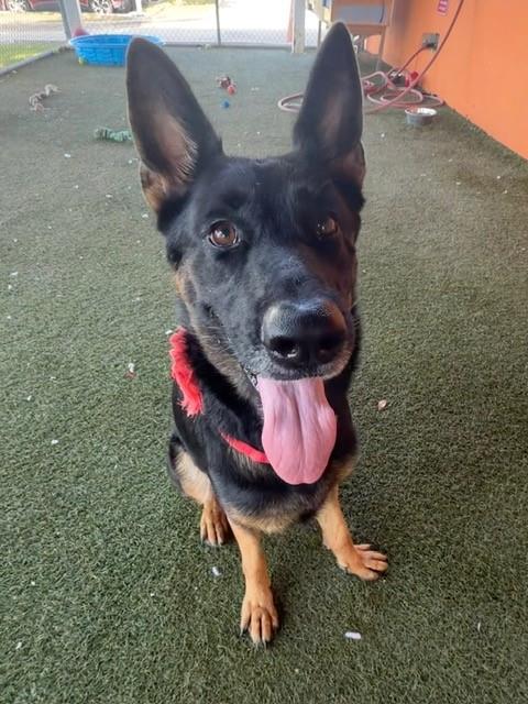 Shelter Stray Female Dog last seen Near BLOCK SW 194TH AVE, 3599 NW 79th Ave, Doral, FL 33122, USA