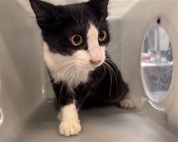 Shelter Stray Male Cat last seen Near BLOCK CALLE BOUGANVILIA, COACHELLA, CA, 72050 Pet Land Pl, Thousand Palms, CA 92276, USA