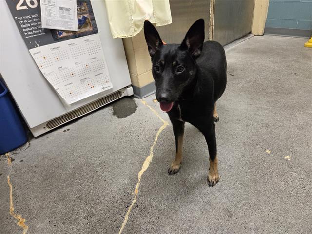 Shelter Stray Female Dog last seen Near BLOCK SE 400TH ST, ENUMCLAW WA 98022, 21615 64th Ave S, Kent, WA 98032, USA