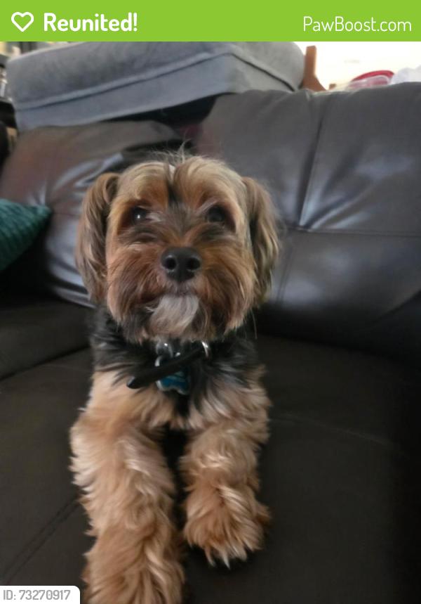 Reunited Male Dog last seen Yewleaf Rd, The Woodlands, TX 77381